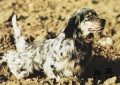 Setter Anglais ARBIA DEL SULPICIO Setter Anglais ARBIA DEL SULPICIO